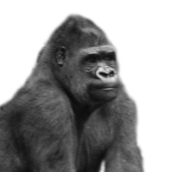 Datei:Gorilla.jpg